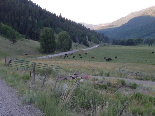 GDMBR: Cows greet us in the morning.